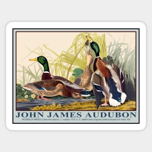 Mallard Ducks by John J. Audubon Sticker